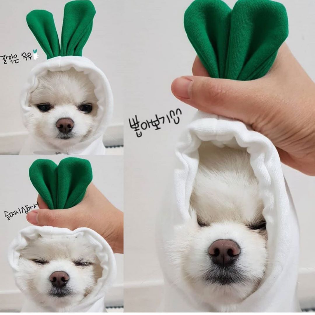 Cute Fruit Dog Clothes For Small Dogs Hoodies Winter Warm Fleece Pet Clothing Puppy Cat Costume Coat For French Chihuahua Outfit - OnlyAttire