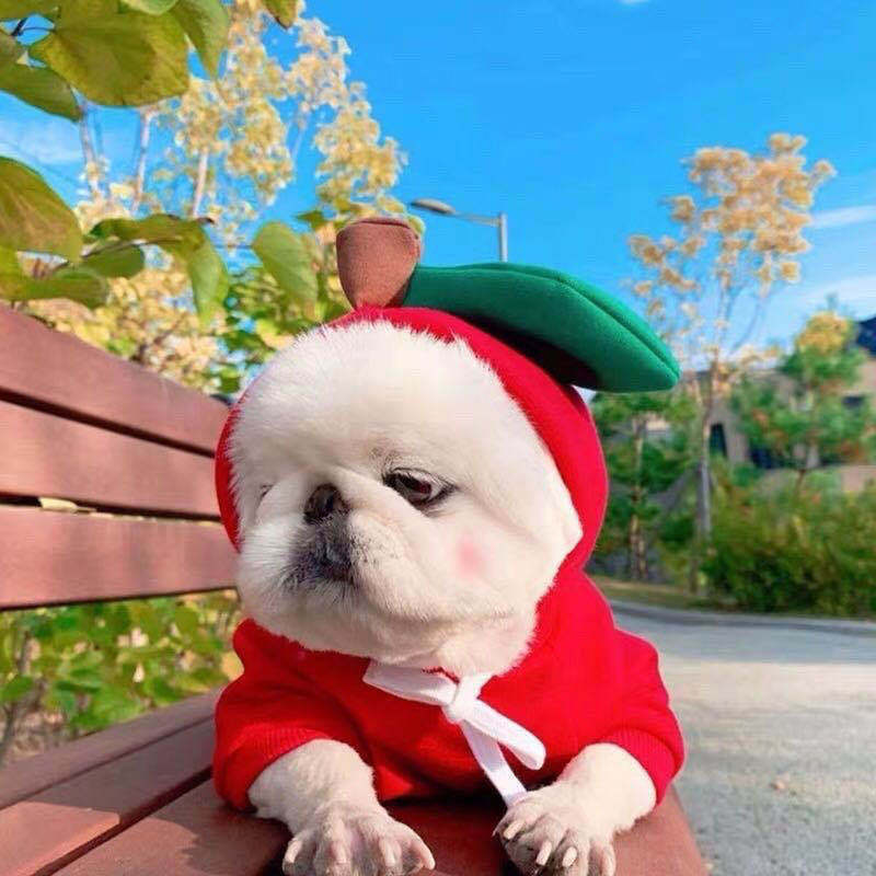 Cute Fruit Dog Clothes For Small Dogs Hoodies Winter Warm Fleece Pet Clothing Puppy Cat Costume Coat For French Chihuahua Outfit - OnlyAttire
