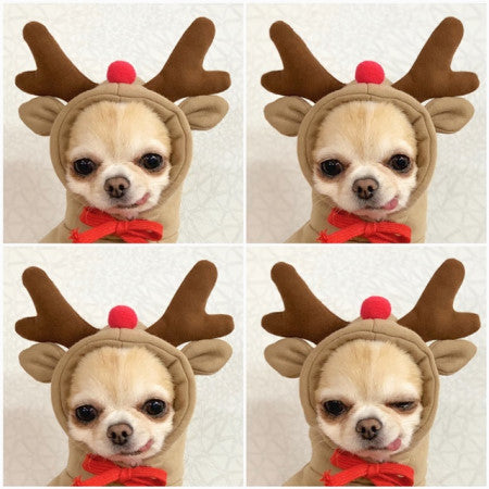 Cute Fruit Dog Clothes For Small Dogs Hoodies Winter Warm Fleece Pet Clothing Puppy Cat Costume Coat For French Chihuahua Outfit - OnlyAttire